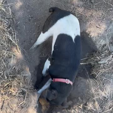 Myrrha the Rat Terrier