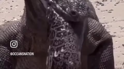 Dragón de cómodo se come morena viva y termina mal