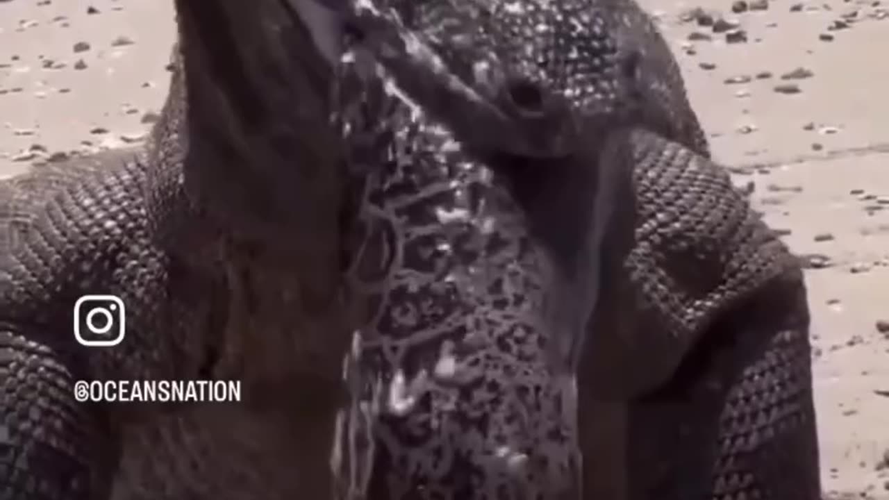 Dragón de cómodo se come morena viva y termina mal
