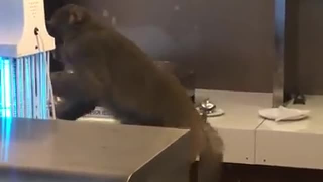 Monkey Enjoys Delicious Samples at Airport Lounge || ViralHog