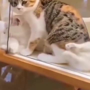 🐶Pet Animals ♥ Cute cats & Funny dogs Veideo