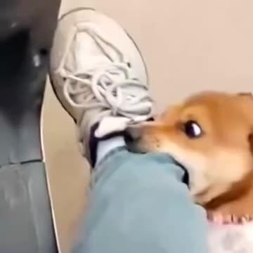 Dog 🐕🐕🐕 😂🤣... 😂🤣🤣...