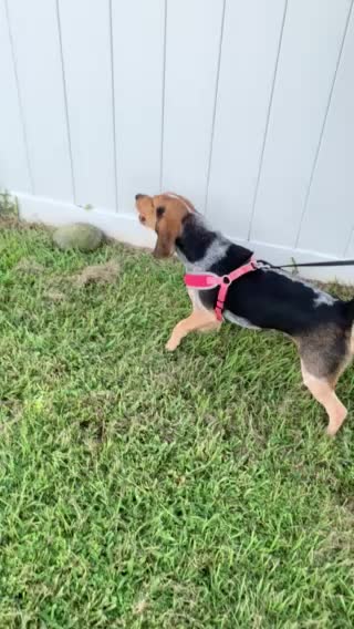 Millie meets a new friend