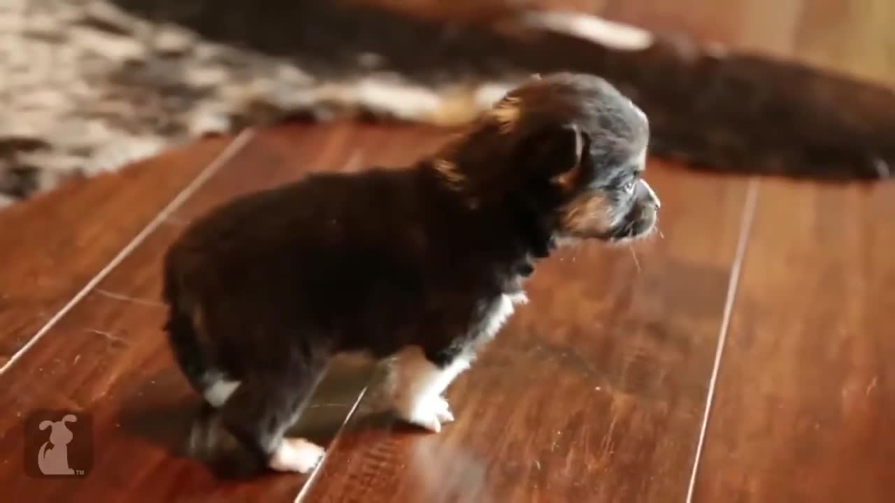 Funny dog baby