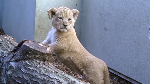 Cubs venture out