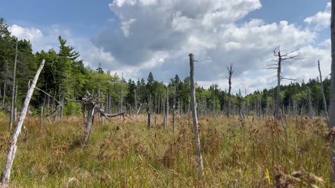 UsedTo Be A Beaver Pond