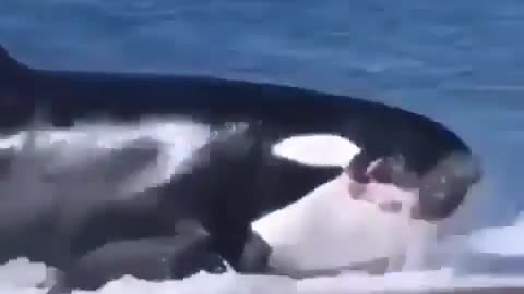 This is a beautiful and charming water-dwelling species