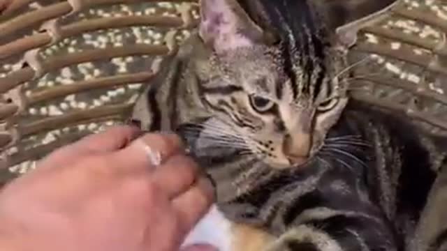 unny Cat Video of The Week - TRY NOT TO LAUGH☻☻☻