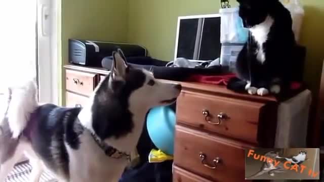 CATS AND DOGS MEETING FOR THE FIRST TIME (INTENSE!)