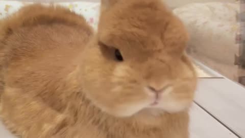 look this 🐰