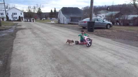 Phoenix Ridge Boxers-Boxer pup loves Livie!