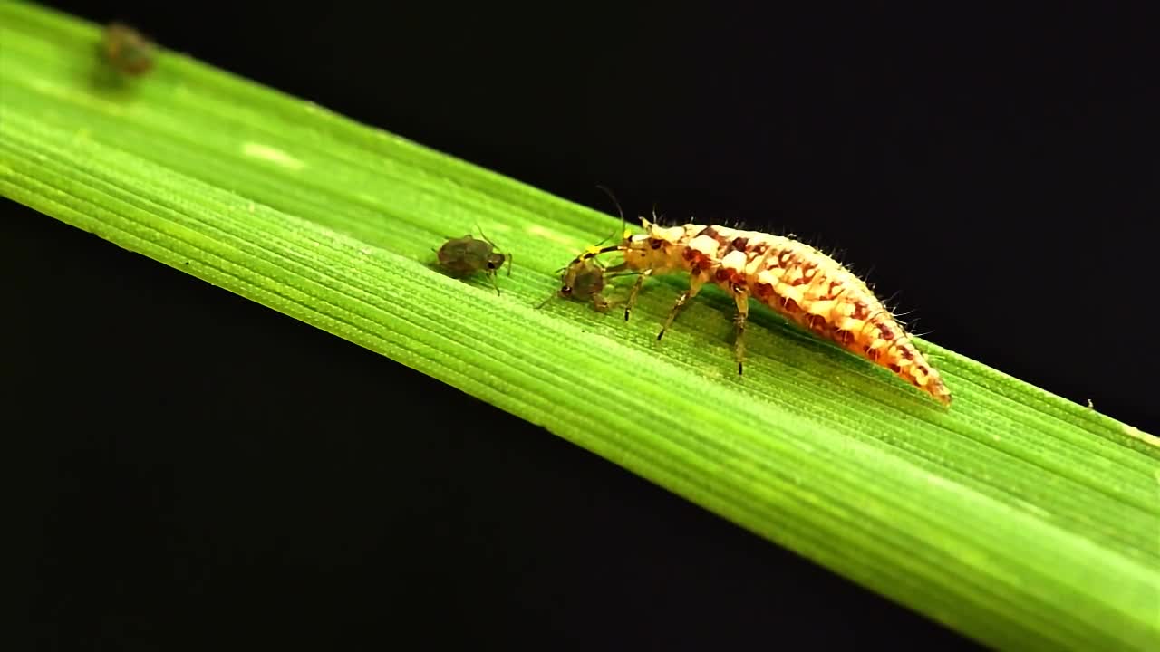 Green lacewing larvae vs. bird cherry-oat aphid