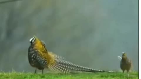 Birds with nature happiness