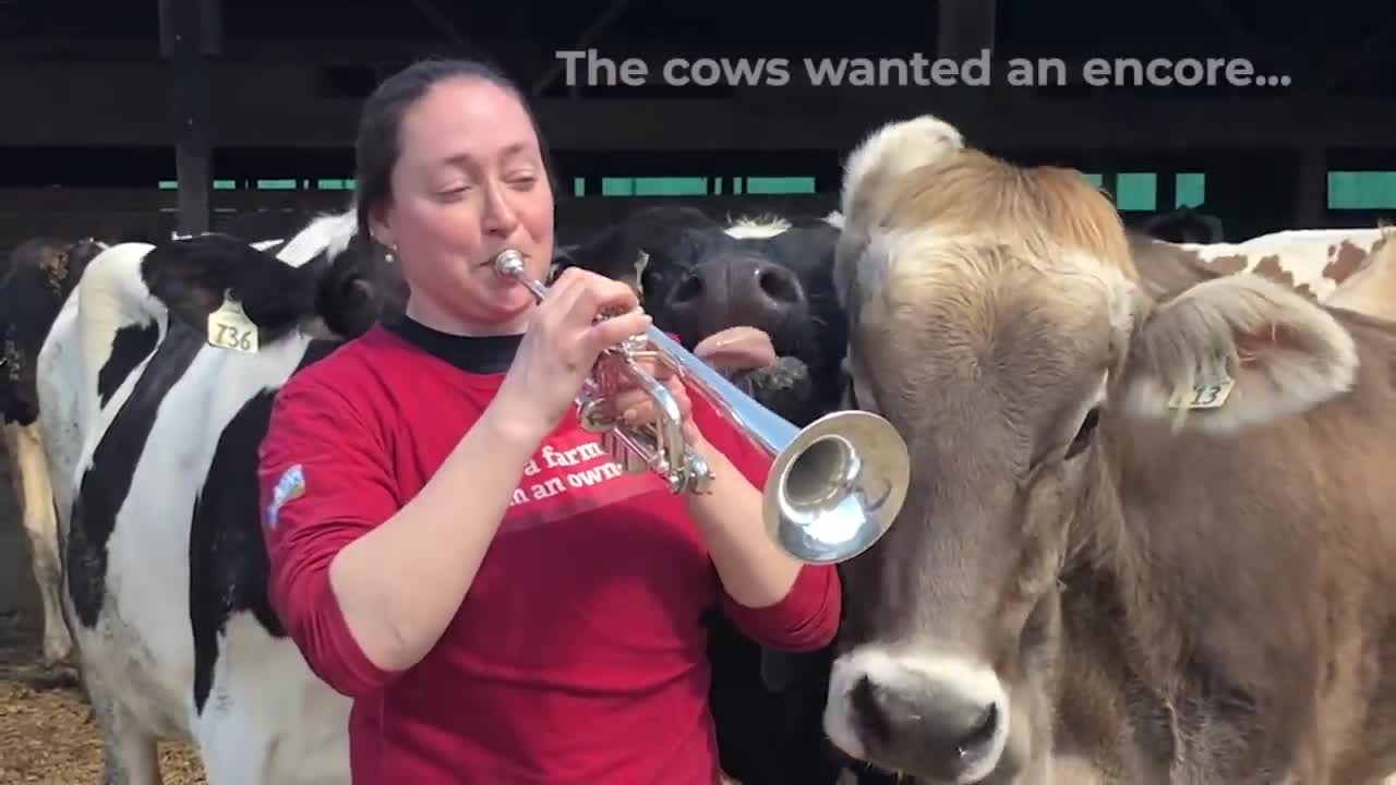 Massachusetts Dairy farmer plays trumpet for her cows