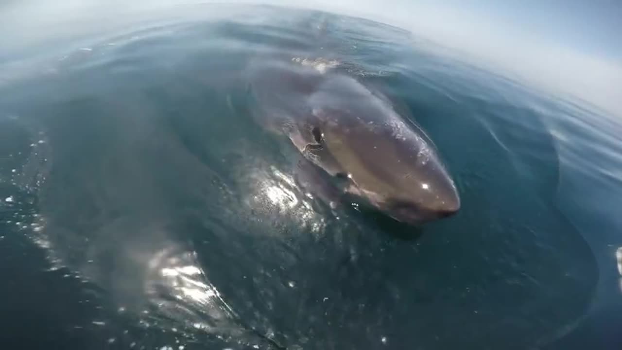 Great White Shark Circles Boat And Feeds On A Whale