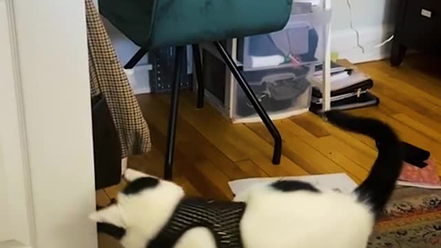 Funny Pet <3