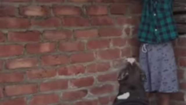 Dog vs chicken interesting gameplay