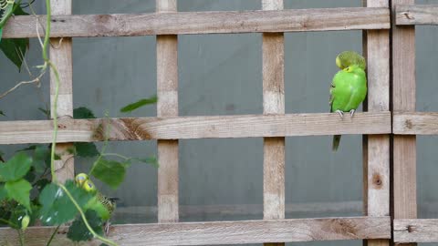 Pet Parrott is doing naughty