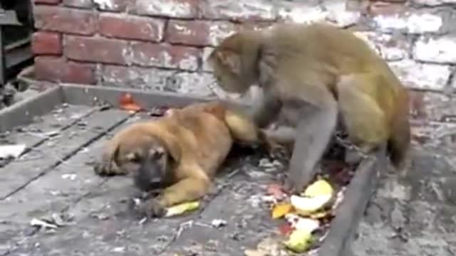 Crazy dogs and monkeys