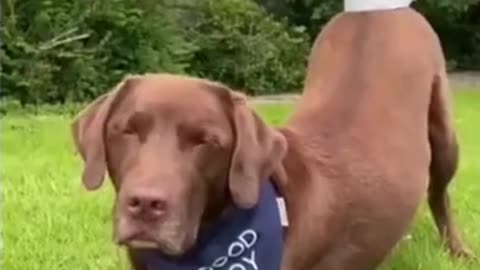 Dog Shows off his SKILLS 😱