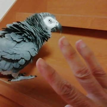 1 2 3 🐦5! Smart parrot knows four,says four !