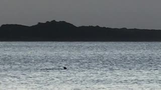 Dogs Chase Kangaroo at Off-Leash Beach