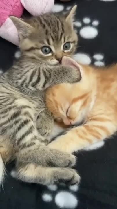 Music To Make Your Cat Sleep Within | Cat Sleep Music