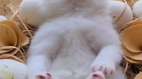 Funny cat
