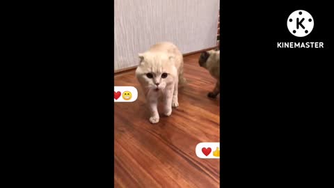 Baby Cats - Cute and Funny Cat Videos Compilation #001 | Aww Animals | Cute cats