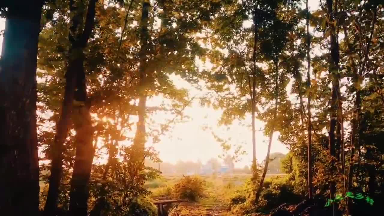 The forest at night