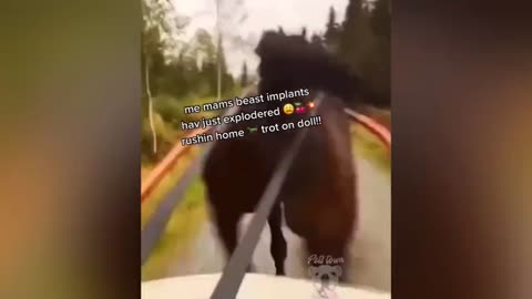 Hilarious Animal Bloopers_ You Won't Believe What These Critters Did!