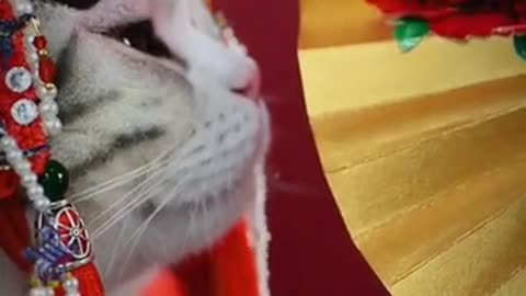 I Love Cats 🙏🐈