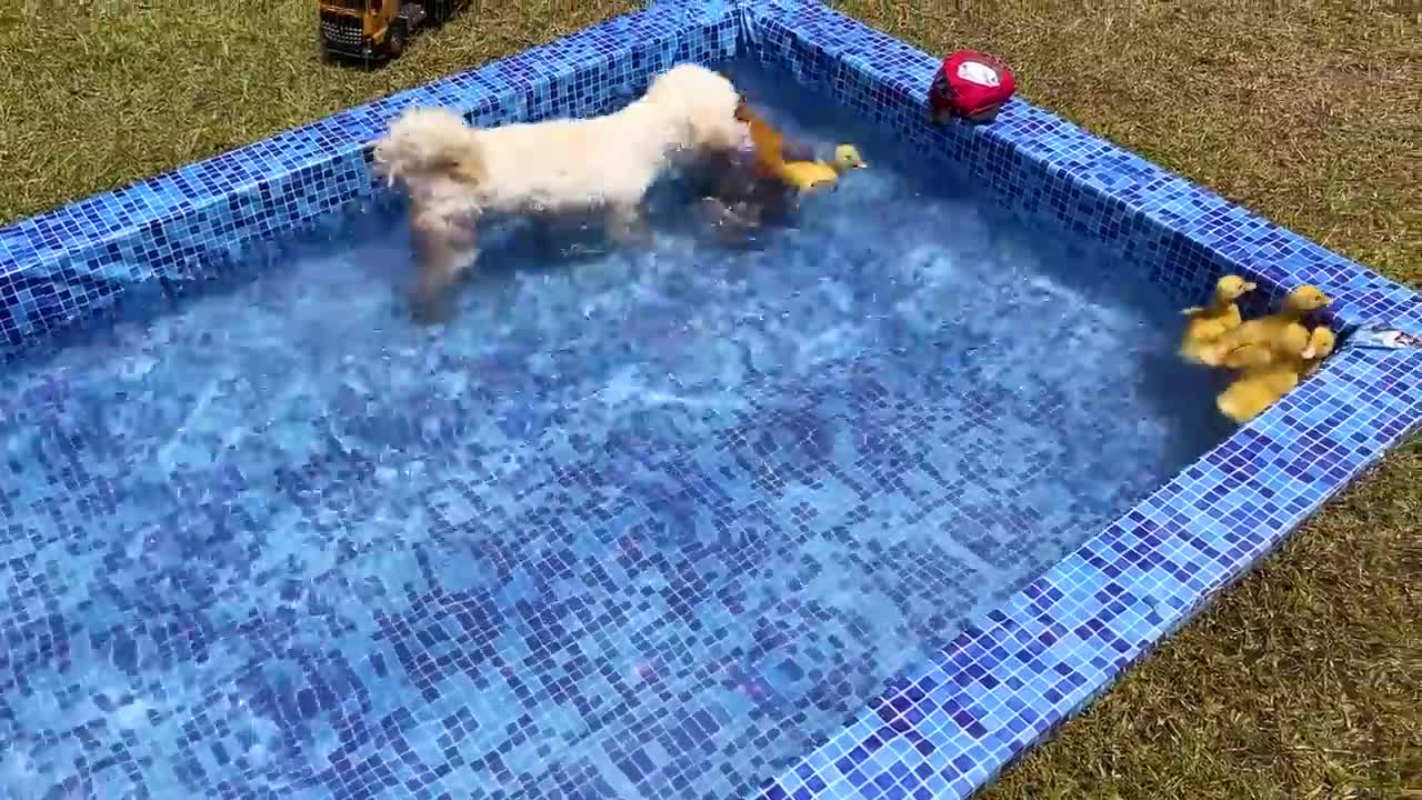 Monkeys, ducks and dogs swim together