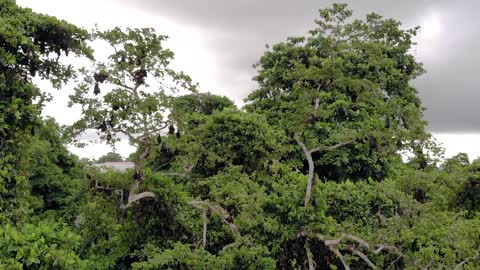 Aerial shot of Flying foxes bat colony on the trees at Pemba island, Zanzibar archipelago. Wete city