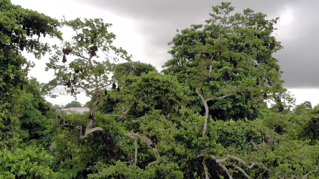 Aerial shot of Flying foxes bat colony on the trees at Pemba island, Zanzibar archipelago. Wete city