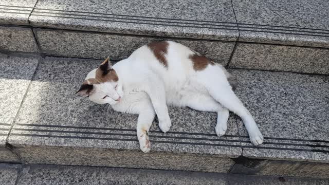 Cute Cat still roaming at MRT station in Bangkok