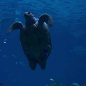 Seaworld turtle