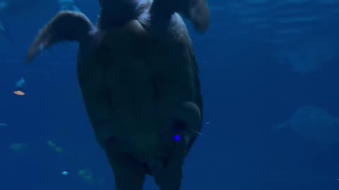 Seaworld turtle