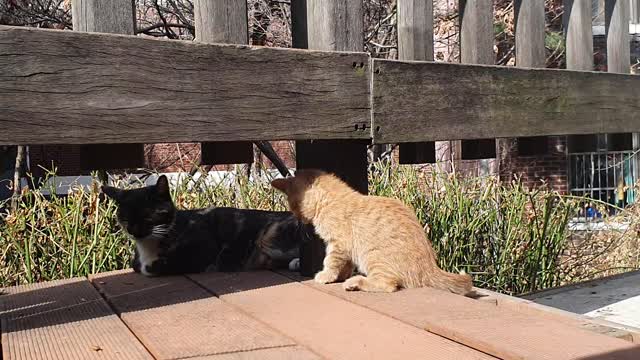 Mother cats sleep in the shade and baby cats are all amazing.