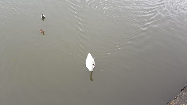 Swans at Pembroke castle Wales