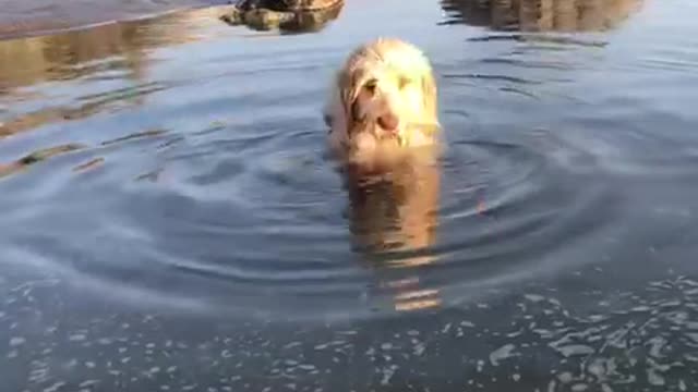 Two black dogs run away as white dog runs directly into water to owner