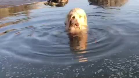 Two black dogs run away as white dog runs directly into water to owner