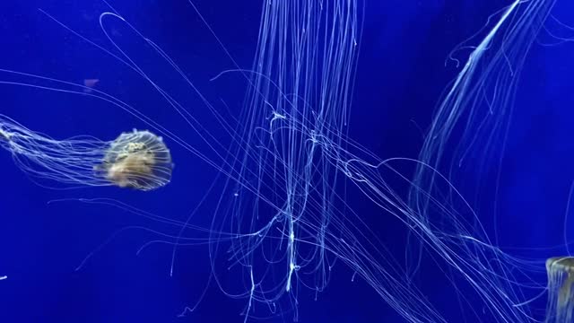 Jellyfish dance with chill music 🐙#1