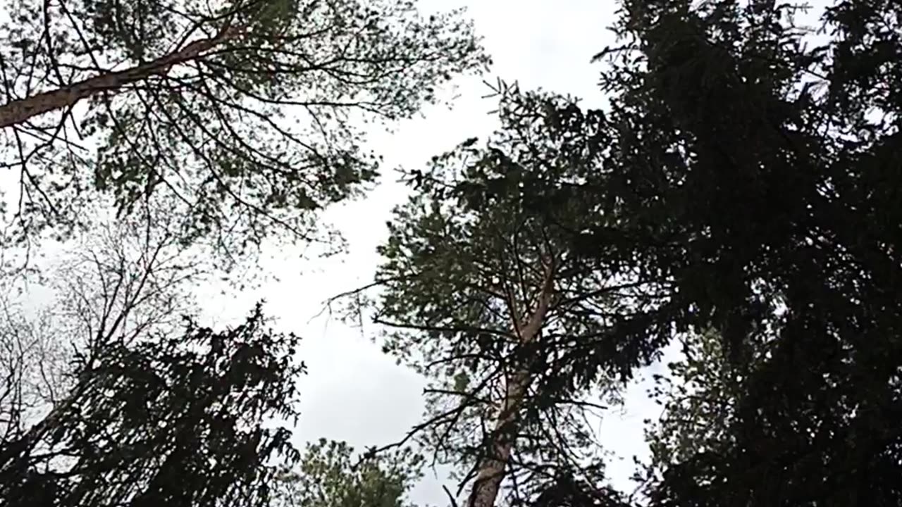 Look, it's spring-forest only for You.