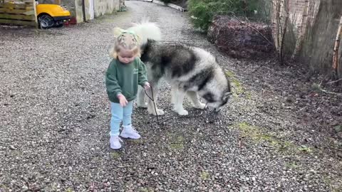 Baby Girl Tries To Convince Giant Husky To Go For A Walk! (Cutest Ever!!)