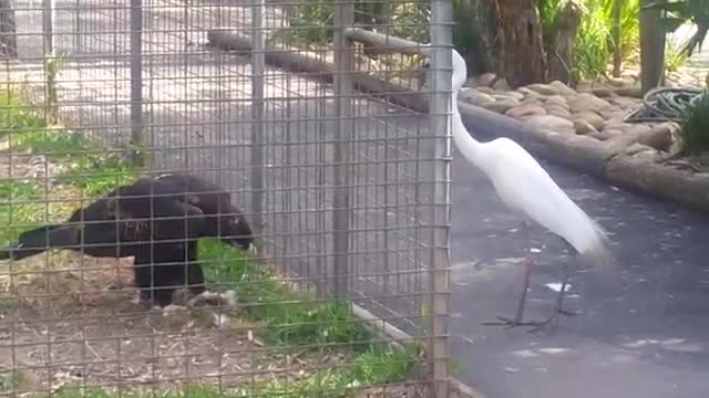 Burung helang menyerang burung bangau