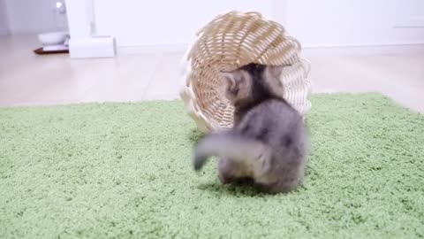 The kitten playing with the basket is too cute