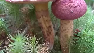 Mushrooms