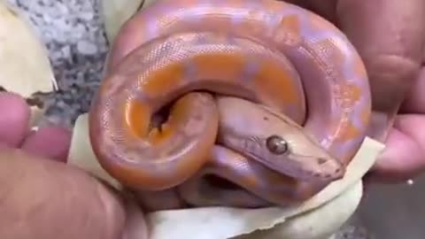 Unboxing Baby Snakes