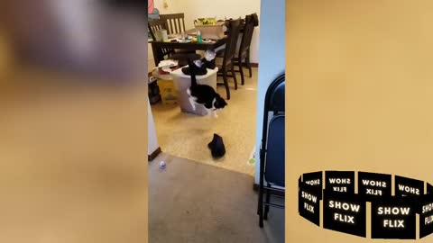 Cat gets scared